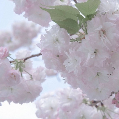 游仙福瑞交流群